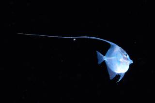 Black Water Diving - Siladen