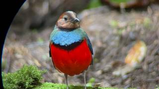 Birding in Sulawesi, Indonesia