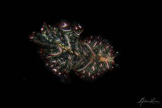 Uepi Island - Solomons