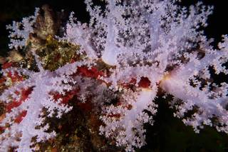 Diving in Taveuni, Fiji