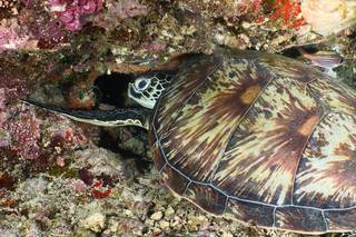 Siladen, Sulawesi (Indonesia)